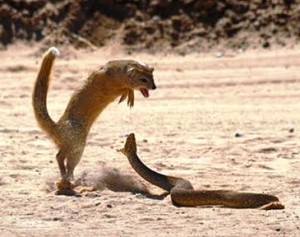 mangouste contre cobra